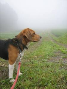 濃霧注意報の散歩道