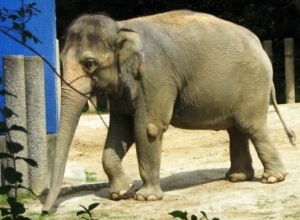 アジアゾウ。本来は密林で生活するのだという アジアゾウ。本来は密林で生活するのだという
