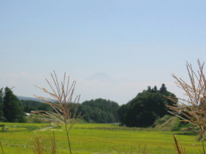 遠くにうっすら富士山、見えるかな？：photo by hide