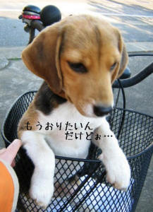 これ以上は我慢できんぞ！っていうところらしい。