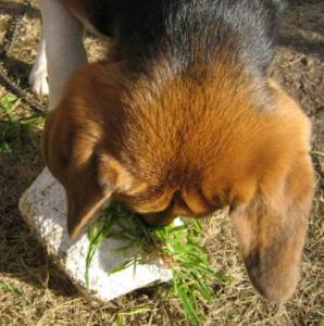 鉢じゃない、草を食べなさいっ！