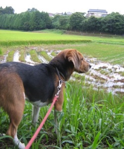 稲刈りしたところもアリ